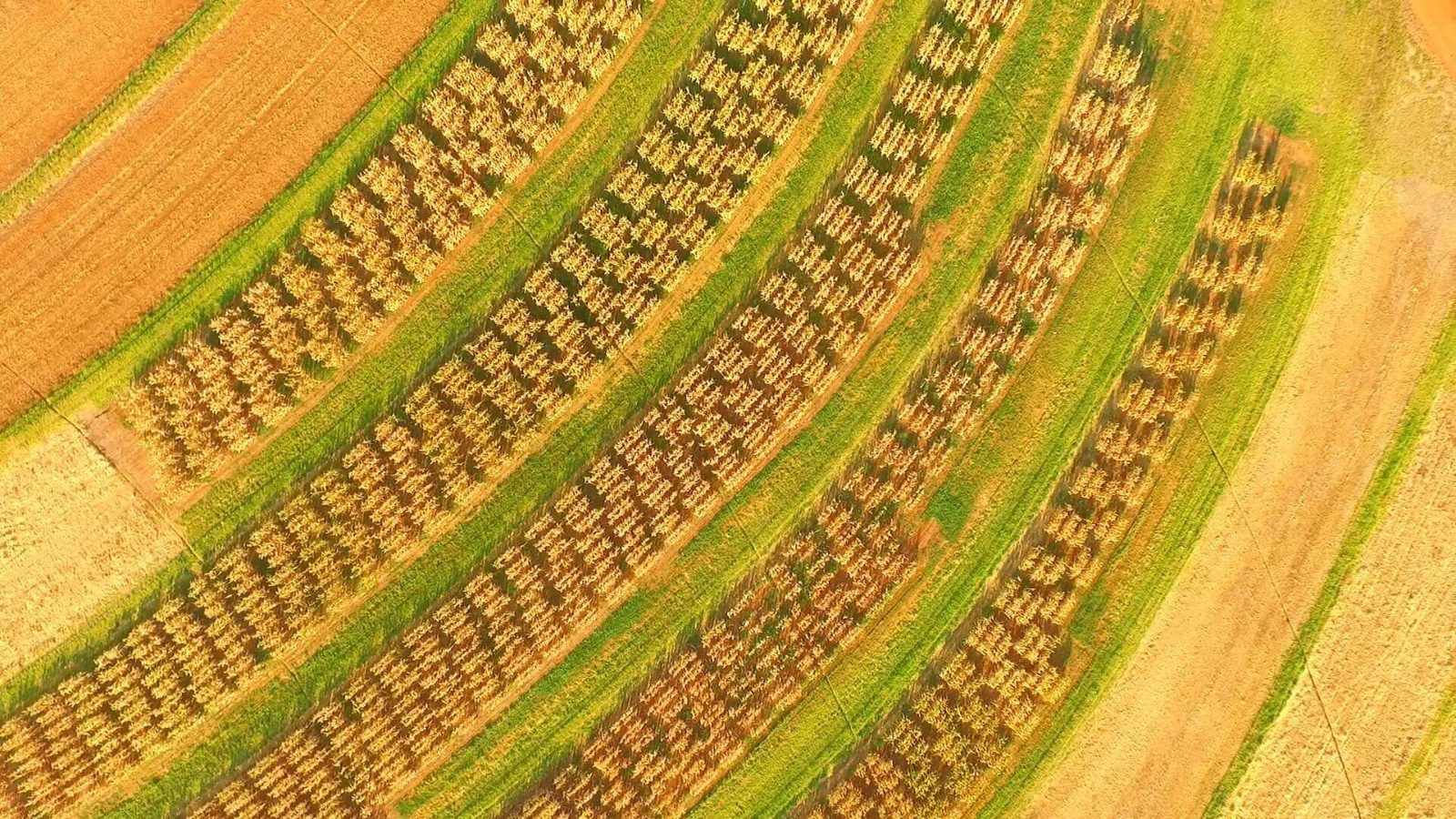 Plantação registrada com drone